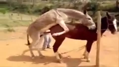Hot animal mating crazy videos - funny video 2023