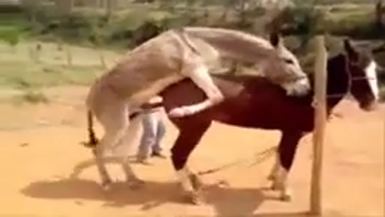 Hot animal mating crazy videos - funny video 2023