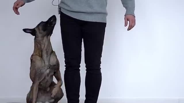 Dog training videos for beginners | New dog owner training + Where to start dog training!