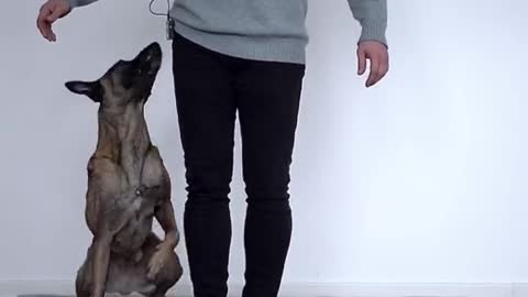 Dog training videos for beginners | New dog owner training + Where to start dog training!