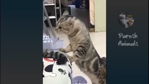 Funny Animals - Funny Cats / Dogs Funny Animal Videos