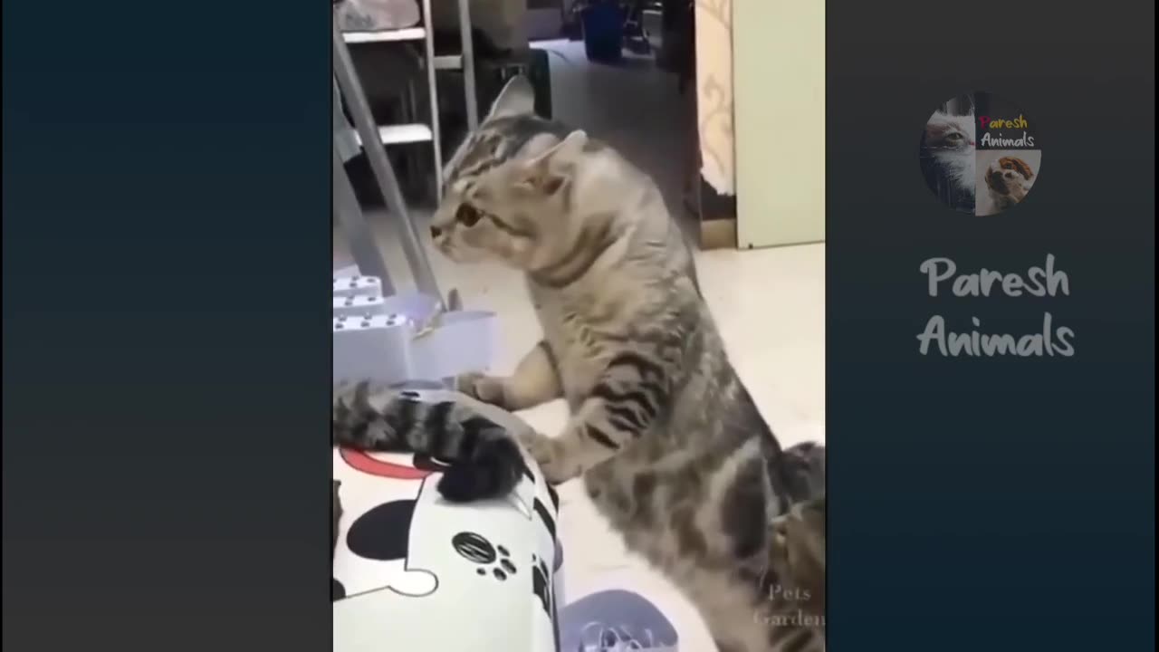 Funny Animals - Funny Cats / Dogs Funny Animal Videos