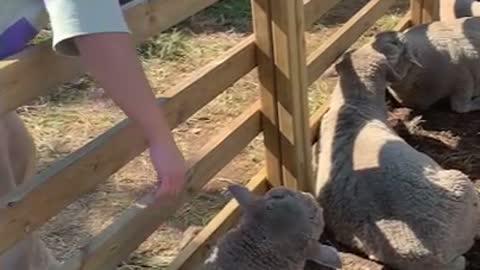 a sheep-bulling man