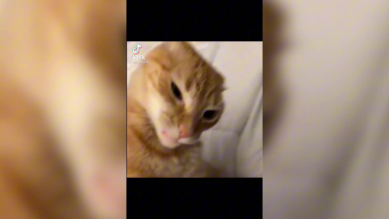 5 Minutes Of Funny Things On The Internet That ll Make Your Day.