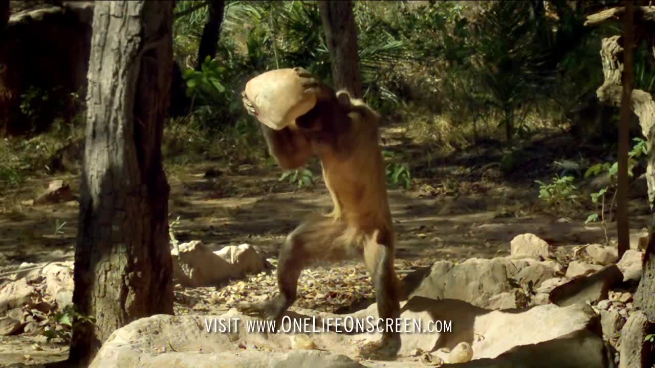 Brown Capuchin monkey uses a tool | One Life | BBC
