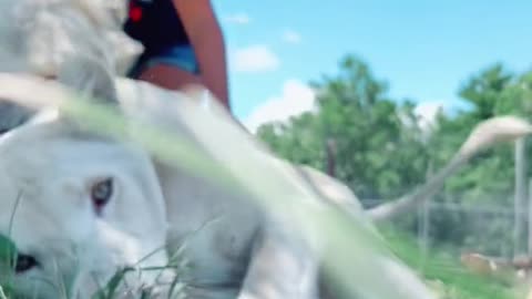 Happy World Lion Day! Tried to get a cool video but the blade of grass had other ideas
