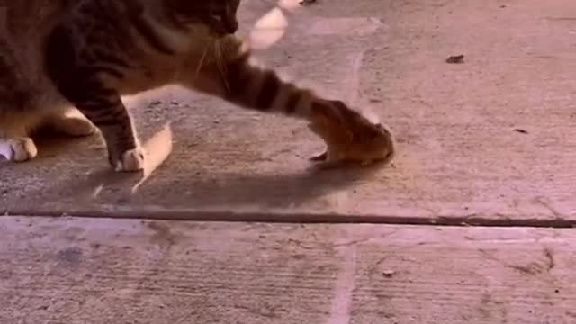 Cat and mouse