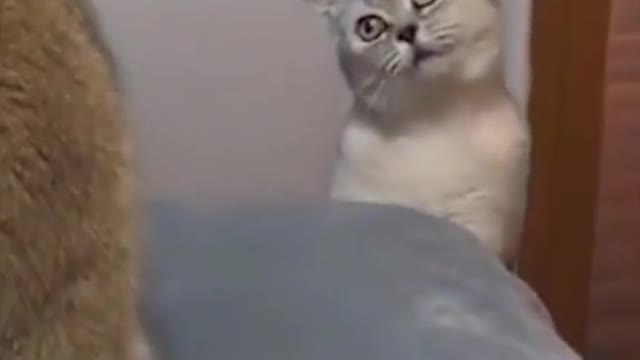 Só Risos 🤣🤣🤣🤣