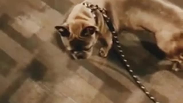 Other 🐕 dog Vs my dog funny videos