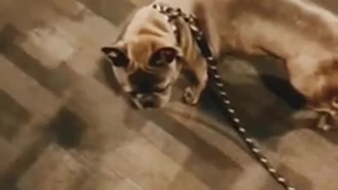 Other 🐕 dog Vs my dog funny videos