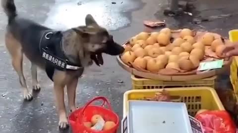 Cutest and funniest dog videos