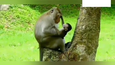 AN ADVENTURE INTO THE ANIMAL KINGDOM: Coming soon on my channel