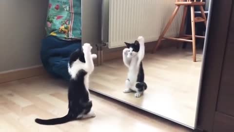 Funny Cat And mirror Video0