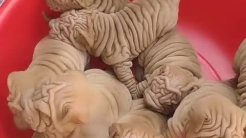 SO LOVELY PUPPIES