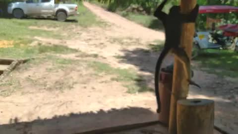 Dogs attack monkey (perros atacan a mono) Animales Salvajes - Wild Animals