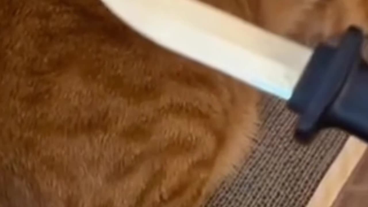 Cat Scared.