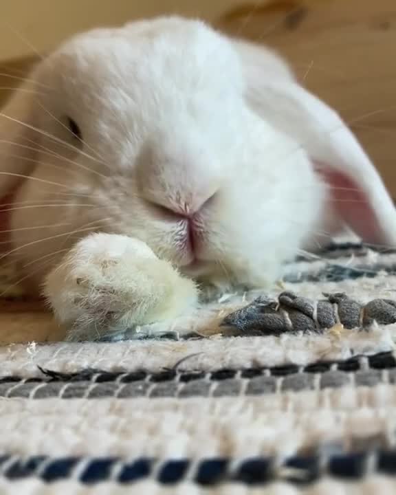 OMG so Cute bunny Best Funny animal Videos