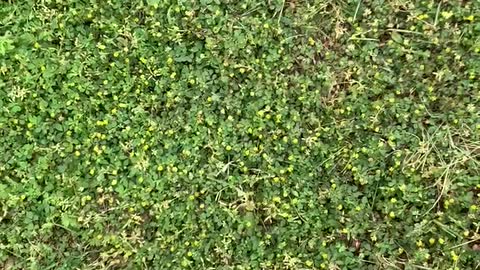 Ground Before Cardboard