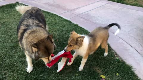 Husky vs Collie Puppy - Toy Tug Battle