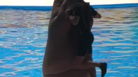 A cute sea lion