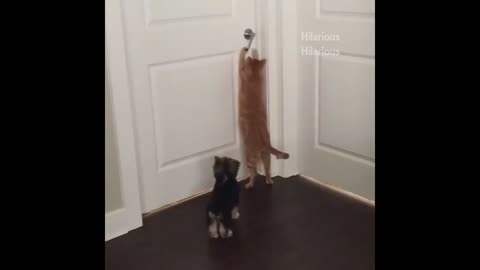 Funny animal compilation!! :)))