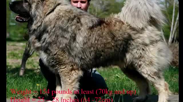 Top 10 Biggest and Best Guard Dogs in the world