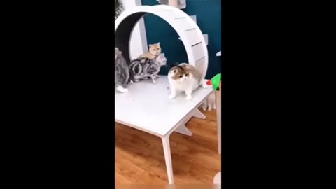 Funny Cat and dog