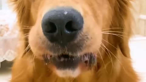 Smart dog, the golden