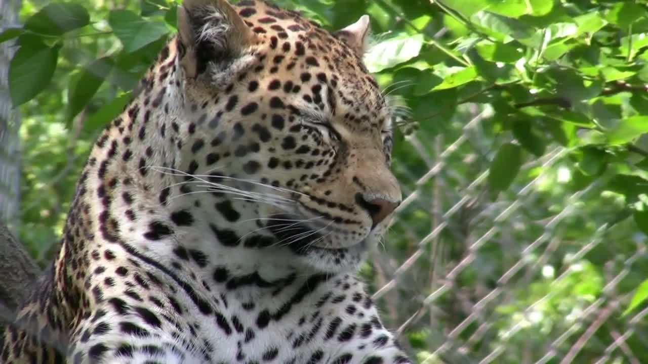 Why Cats Lie On Their Back When They See You