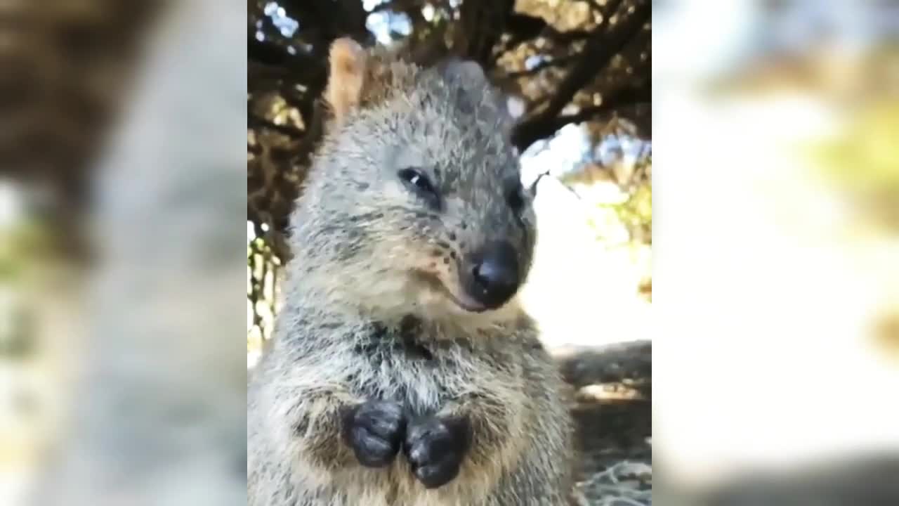 Cute animals really love puppy