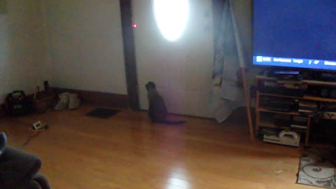 My Cat Playing With Laser Toy