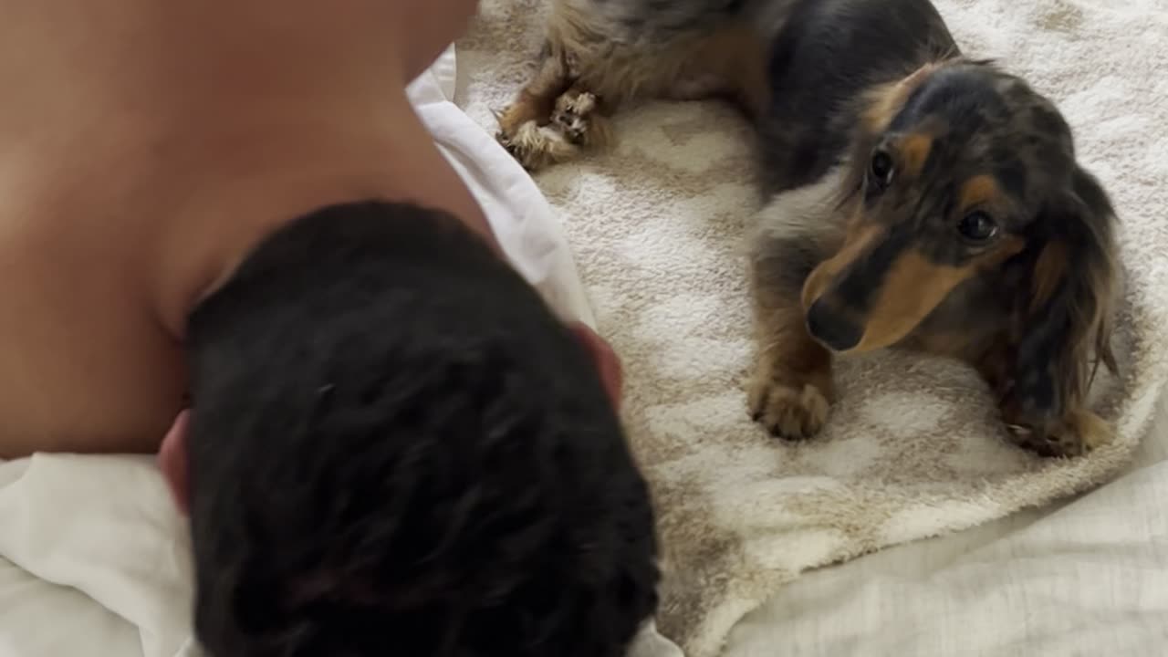 Miniature Dachshund Demands Morning Kisses