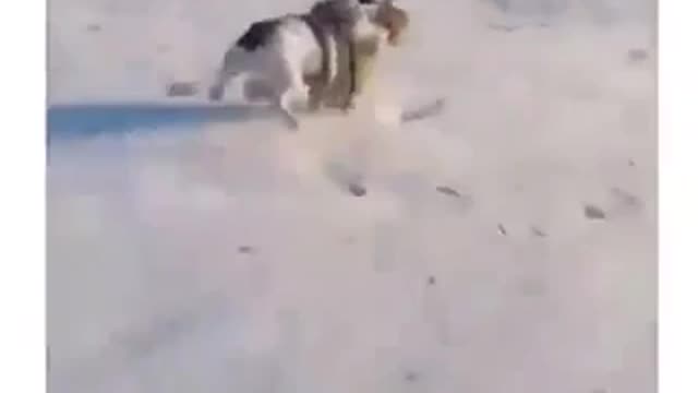DOG CHALLENGES SLEDDER TO RACE !?!
