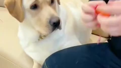 funny dog Short video