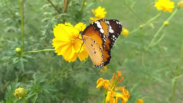 orange butterfly