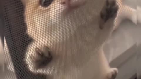 Cat love