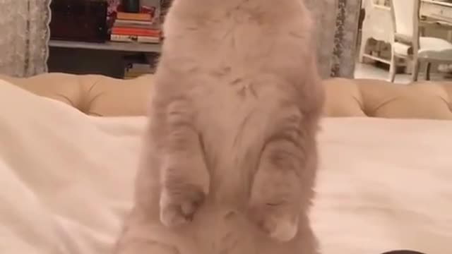 The dumb cat is so cute standing up