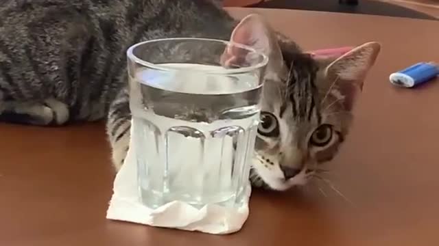 Funny Cat Videos 😆