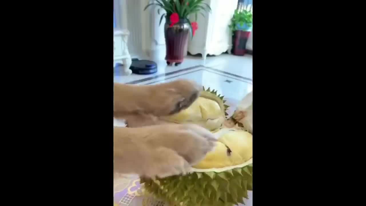 Try Not To Laugh or Grin While Watching Cute Animal Videos Compilation