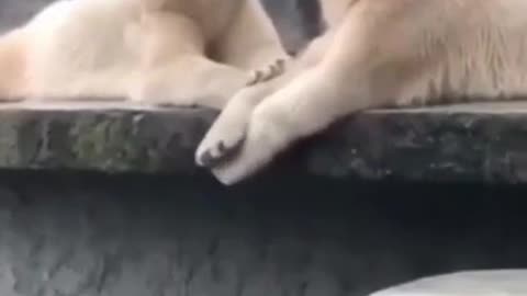 Passionate kisses of polar bears