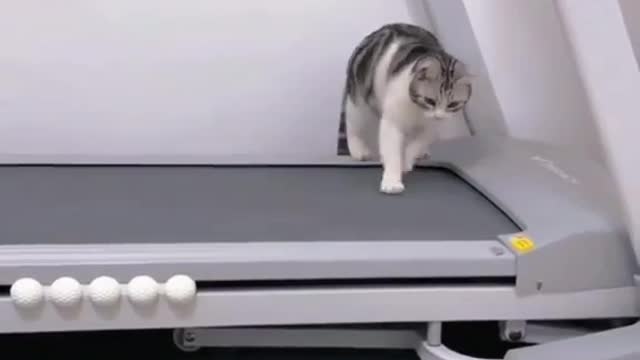 Cute cat on treadmill