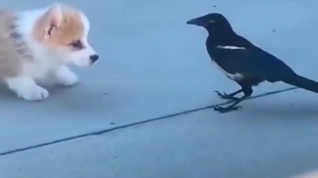 A pup playing around with a bird