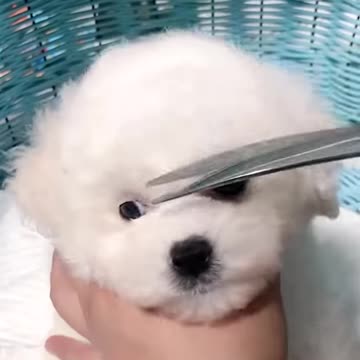 Cute puppy came for a trim