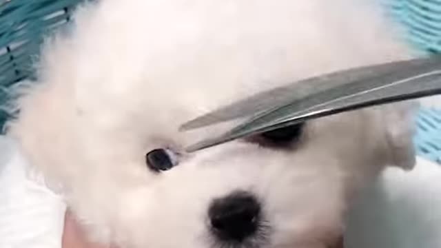 Cute puppy came for a trim