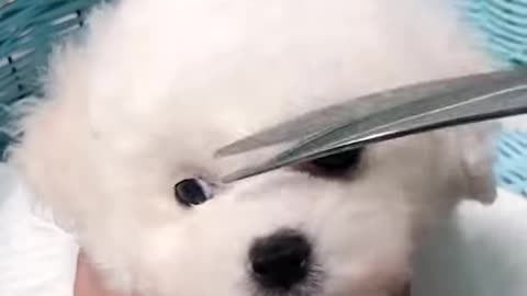 Cute puppy came for a trim
