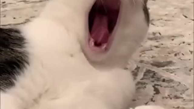 Cute and Funny Cat Video