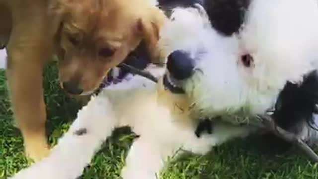 Puppy retriever chases stick in white dogs mouth