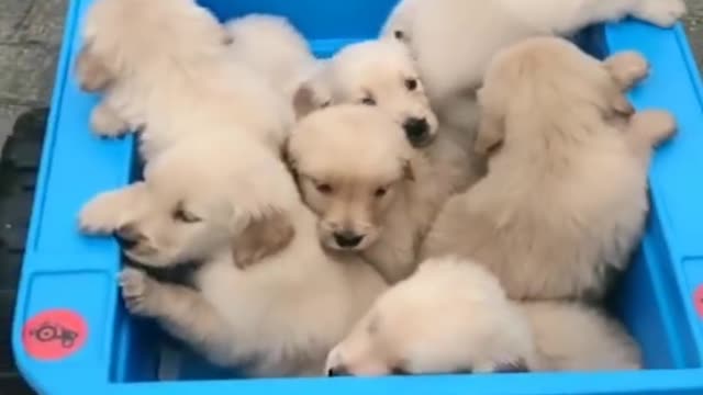 30 minutes of the Cutest and Funniest Puppies and Dogs! April 2022 #1