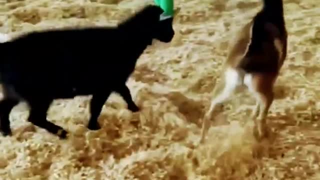 2 goat funny fighting