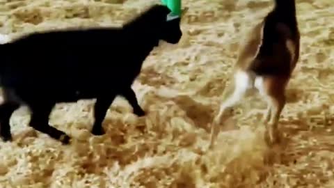 2 goat funny fighting